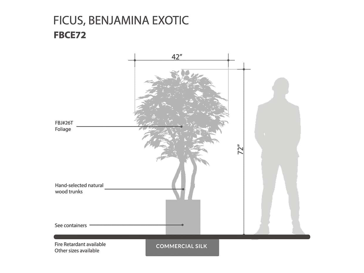 Ficus Tree, Exotic ID# FBCE72