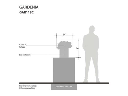 Gardenia Plant ID# GAR118C