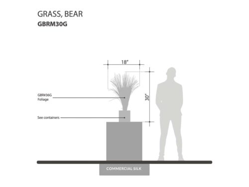 Bear Grass Plant ID# GBRM30G