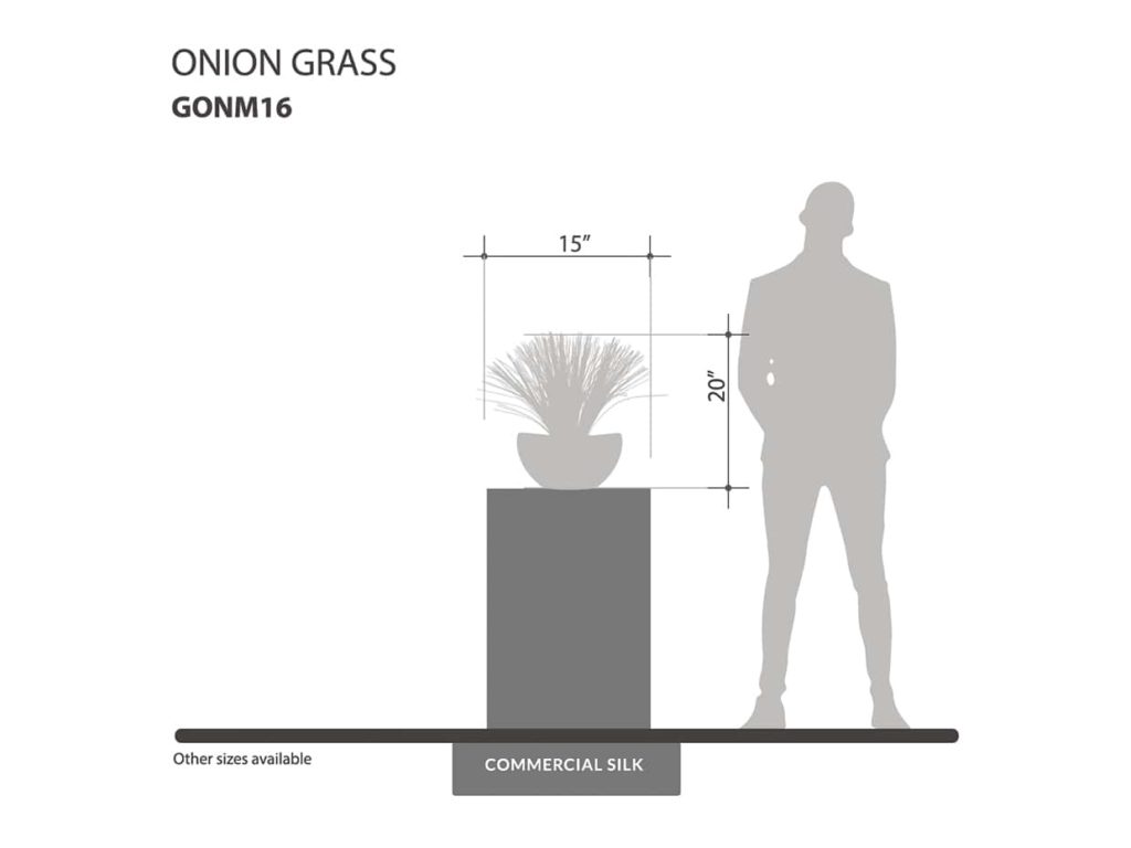 Onion Grass ID# GONM16