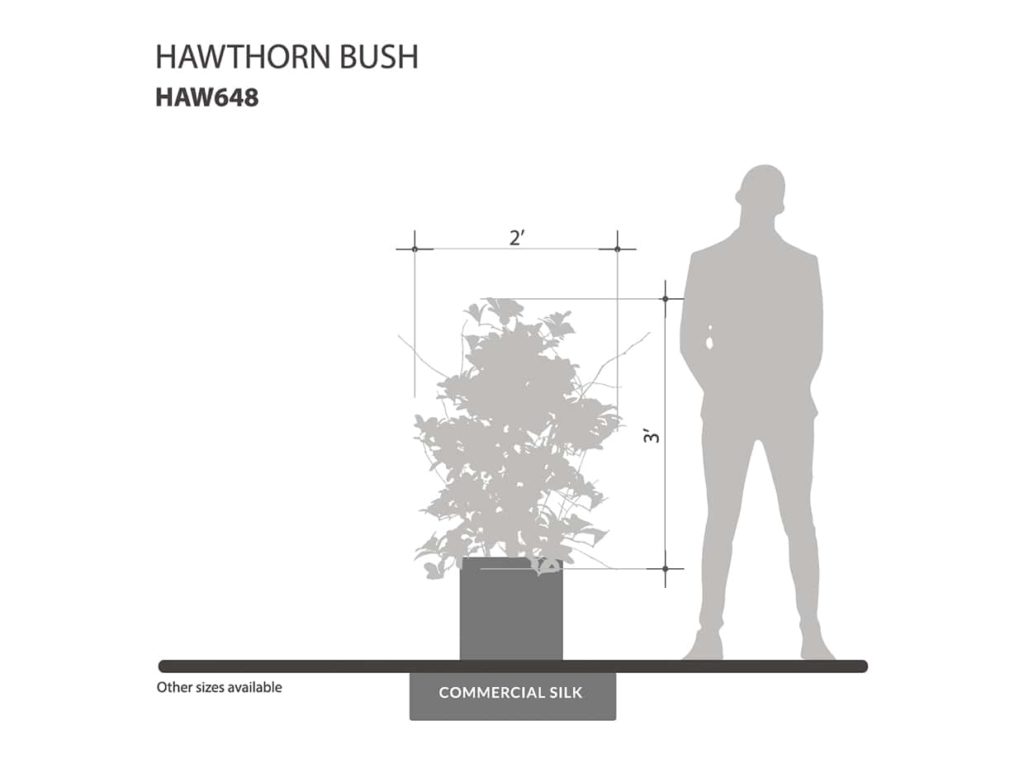 Hawthorn Bush ID# HAW648