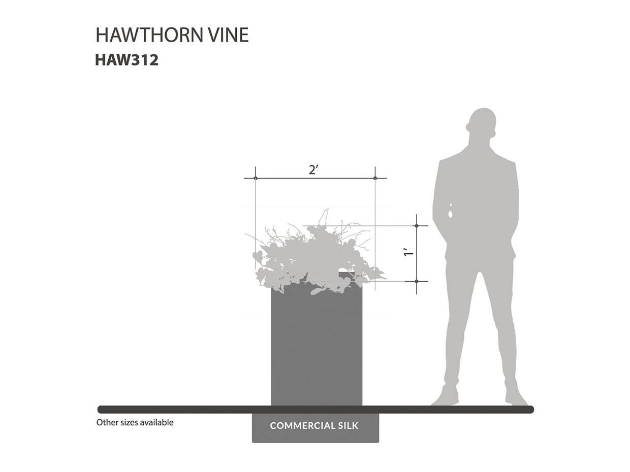 Hawthorn Plant ID# HAW312
