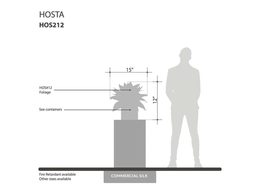 Hostas Plant ID# HOS212