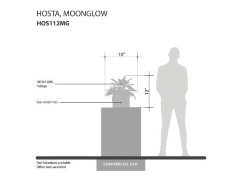Moonglow Hostas Plant ID# HOS112MG