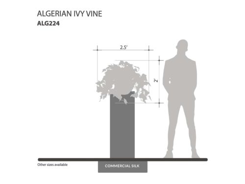 Algerian Ivy Vine ID# ALG224