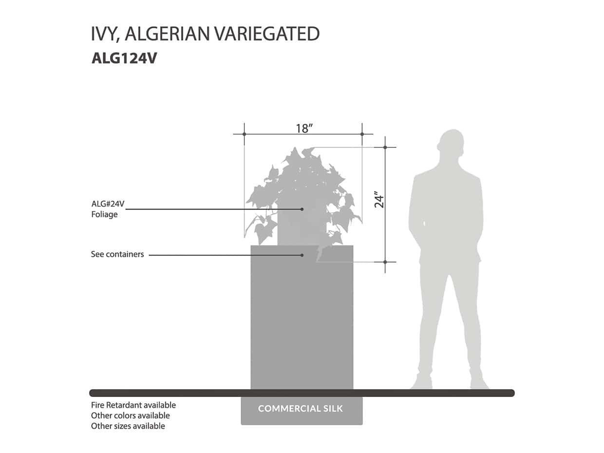 Variegated Algerian Ivy Vine ID# ALG124V