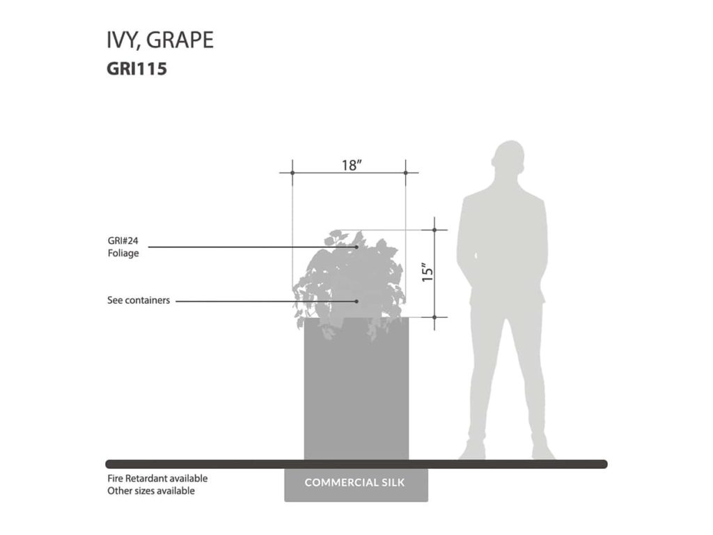 Grape Ivy Vine ID# GRI115