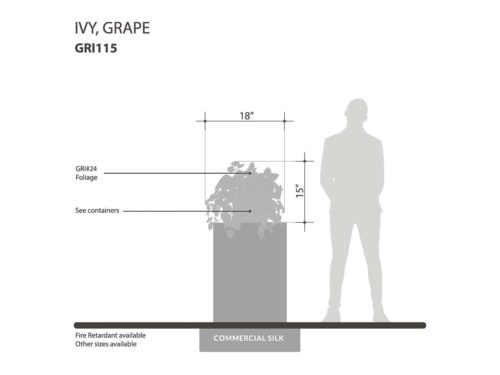 Grape Ivy Vine ID# GRI115