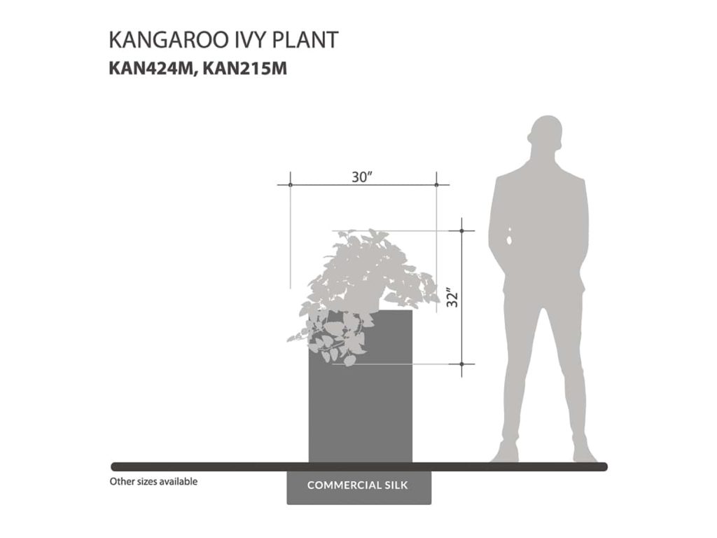 Kangaroo Ivy Plant ID# KAN424M, KAN215M