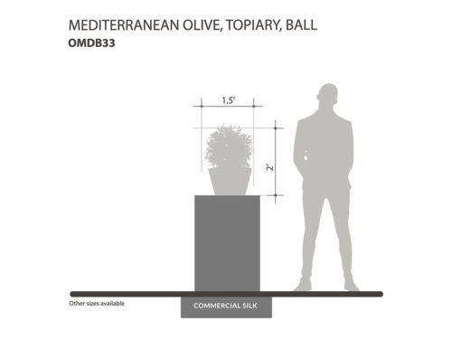 Mediterranean Olive Topiary ID# OMDB33