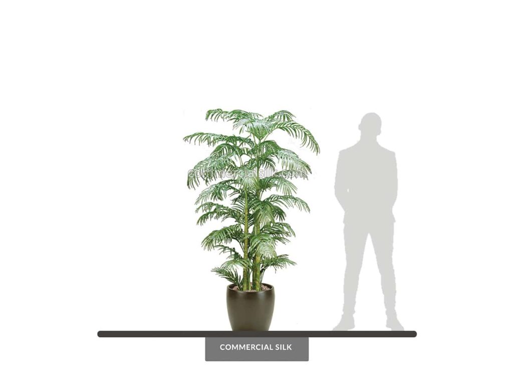 Areca Palm, 6' ID# PGAM72