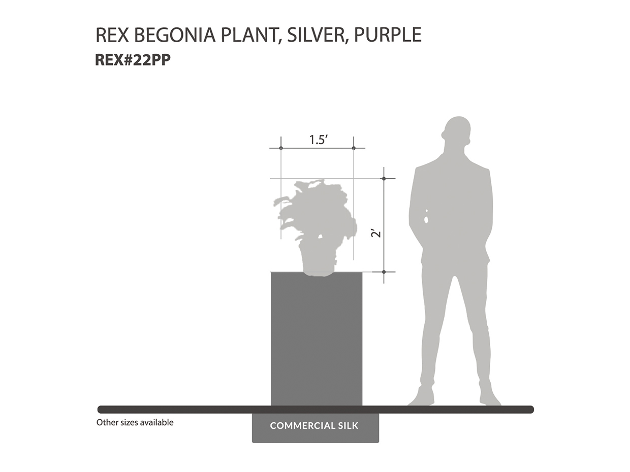 Rex Begonia Plant, Silver, Purple ID# REX#22PP