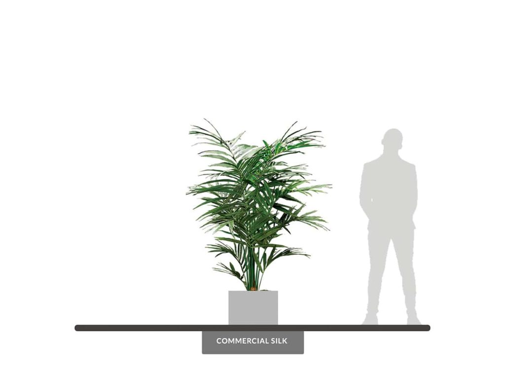 Kentia Palm Tree, 8' ID# PKNM72