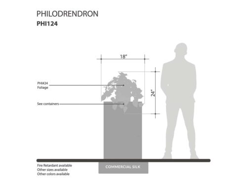 Philodendron Vine ID# PHI124