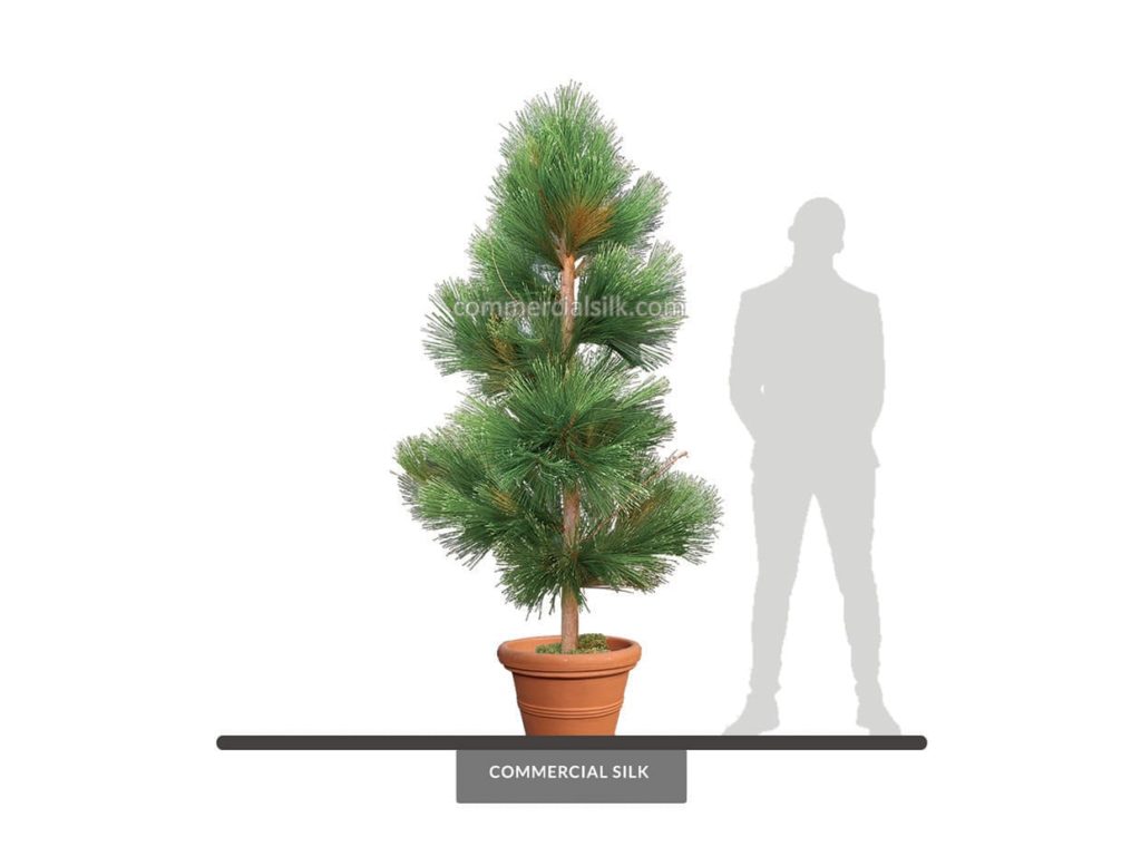 Long Needle Pine Tree ID# PLN1X4