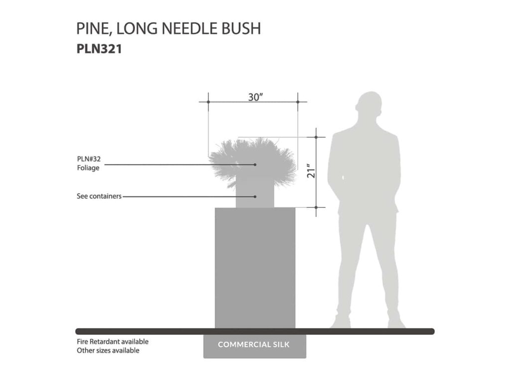 Long Needle Pine Plant ID# PLN321