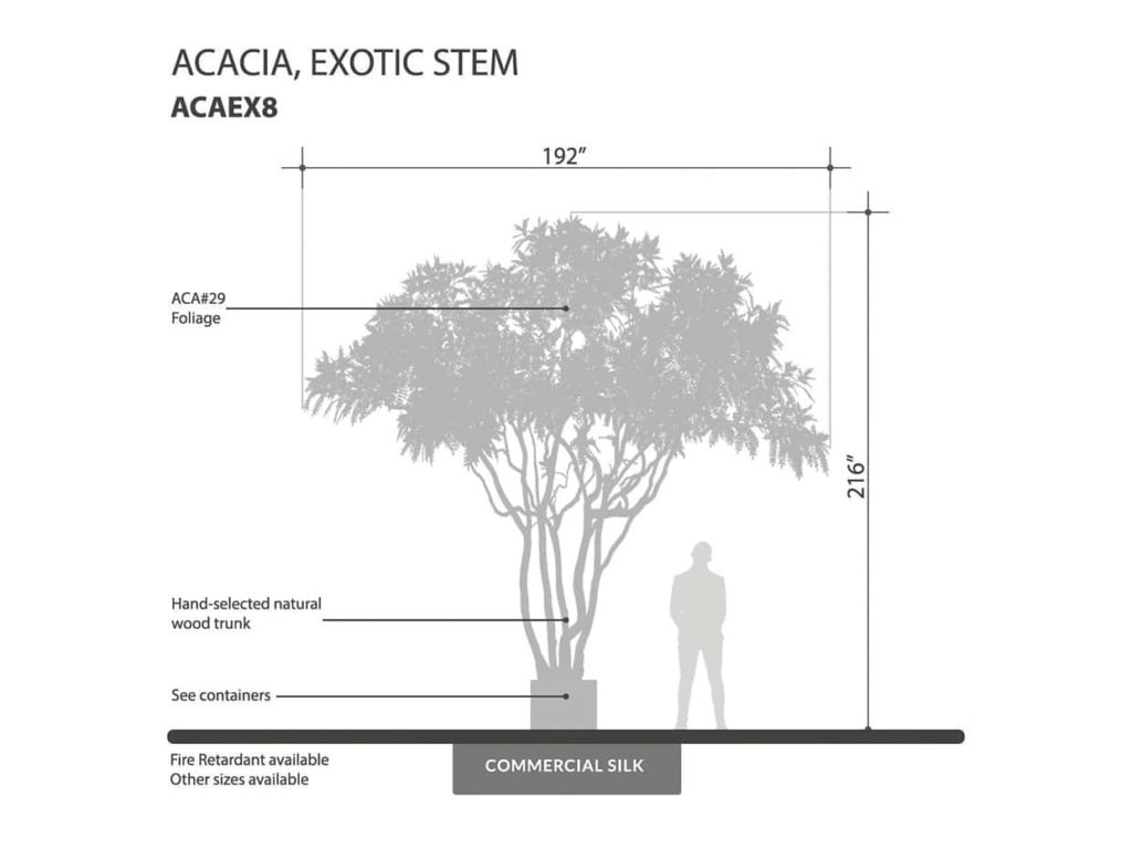 Acacia Tree ID# ACAEX8
