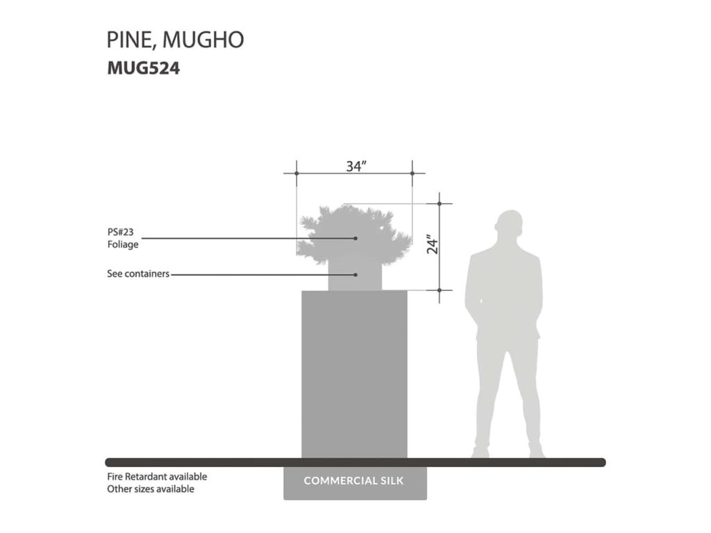 Mugo Pine Plant ID# MUG524