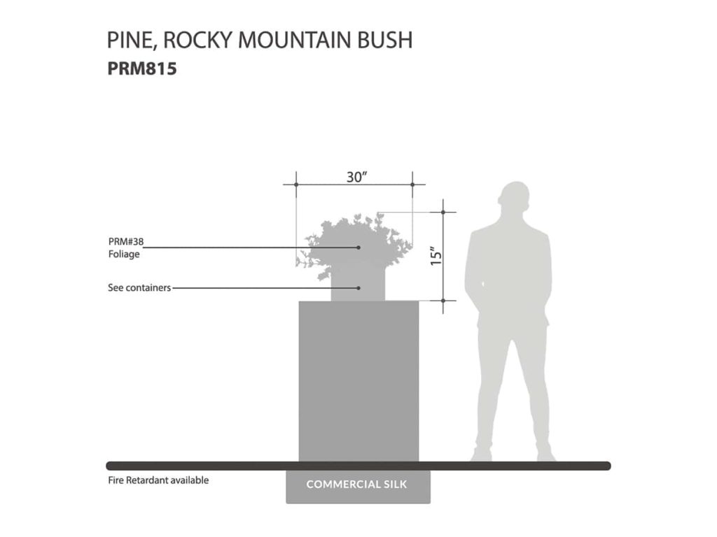 Rocky Mountain Pine Plant ID# PRM815