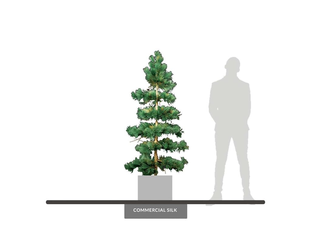 White Pine Tree, 8' ID# PWH172