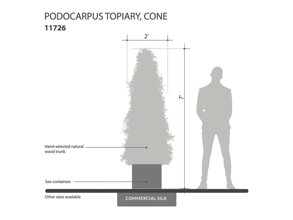 Podcocarpus Cone Topiary ID# 11726