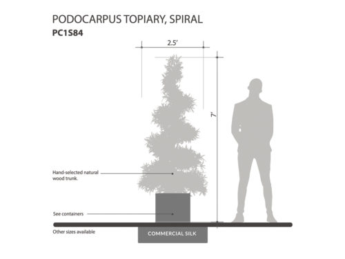 Podocarpus Spiral Topiary ID# PC1S84