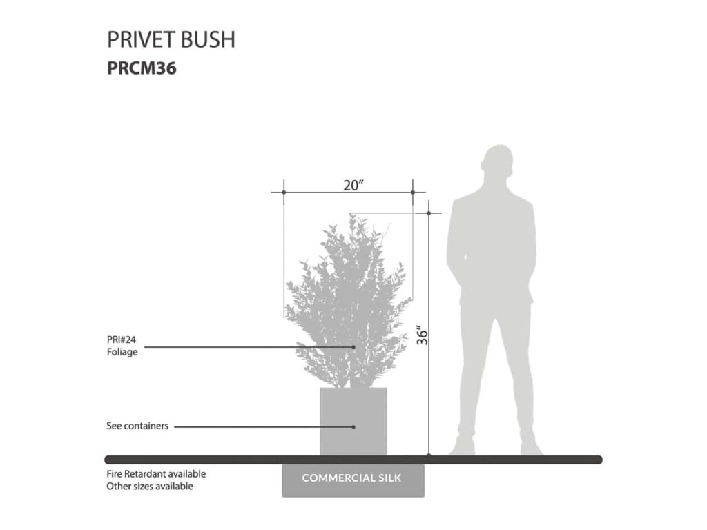 Privet Plant Plant ID# PRCM36