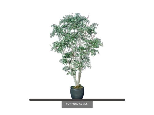 Mediterranean Olive Tree ID# OMDCX2