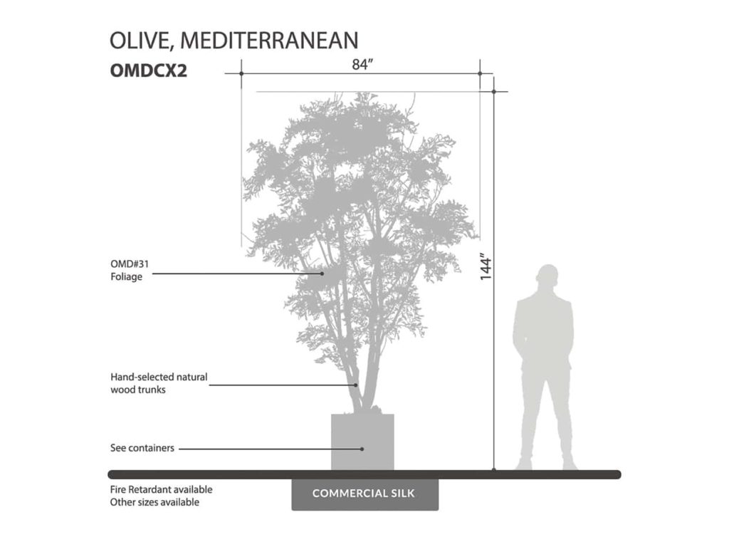 Mediterranean Olive Tree ID# OMDCX2