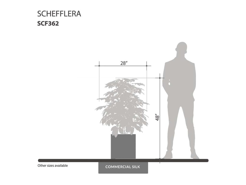 Schefflera Plant ID# SCF362