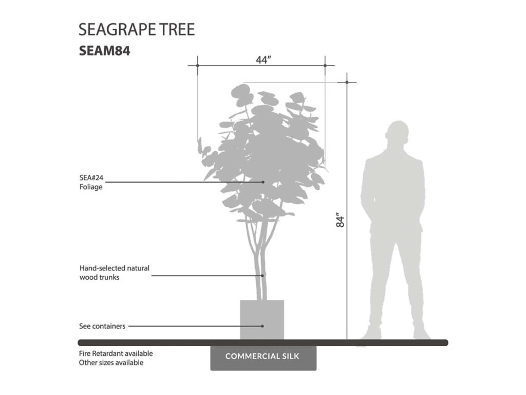 Sea Grape Tree ID# SEAM84