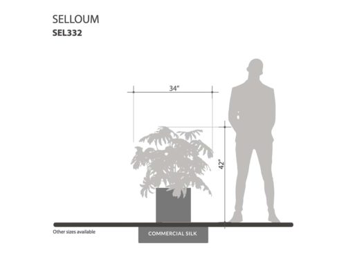 Selloum Plant ID# SEL332