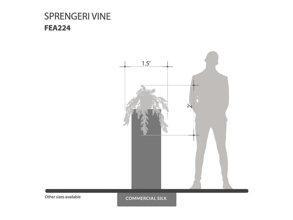 Accent Sprengeri Vine ID# FEA224