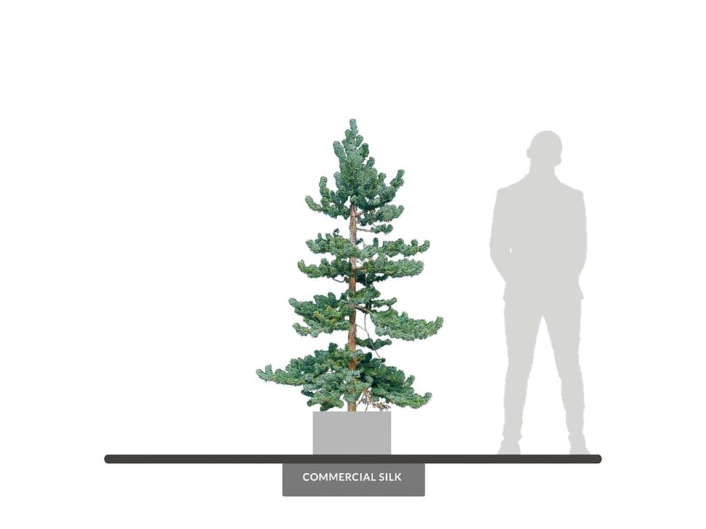Colorado Spruce Tree, 8' ID# SPC172