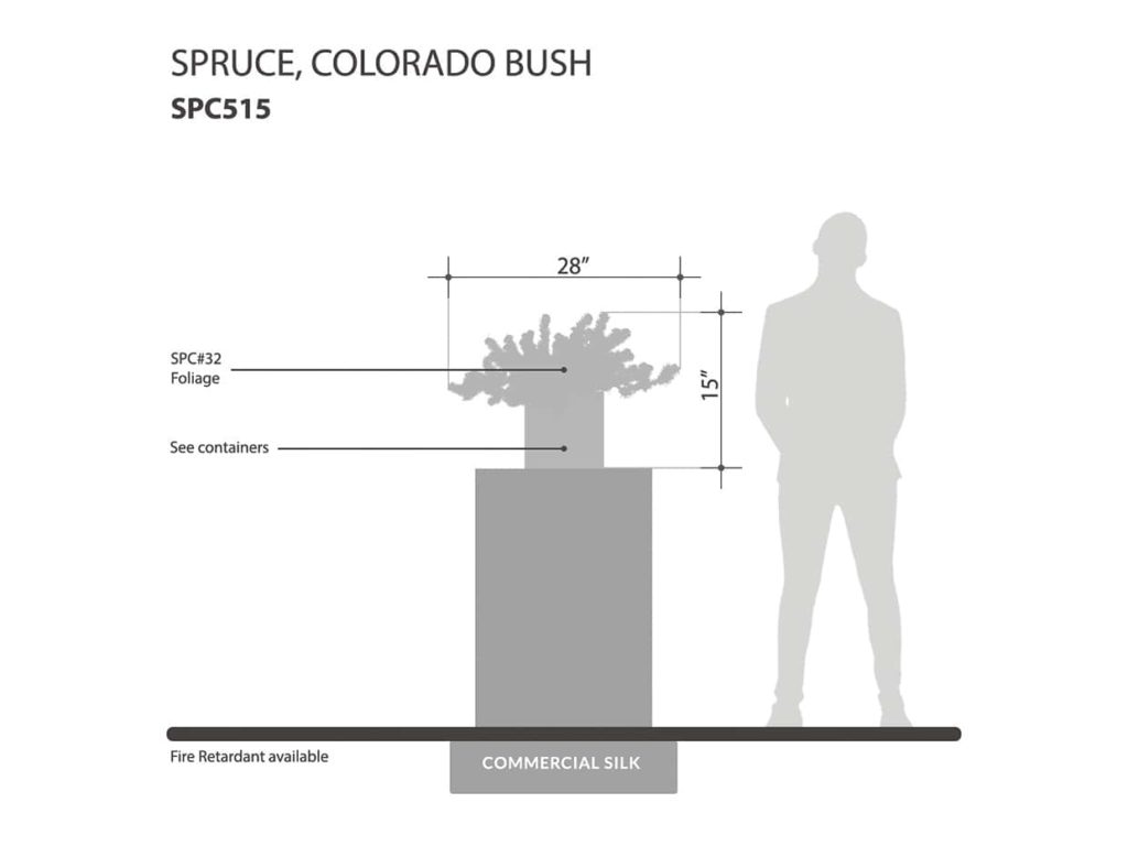 Colorado Spruce Plant ID# SPC515