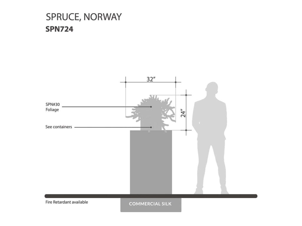 Norway Spruce Plant ID# SPN724