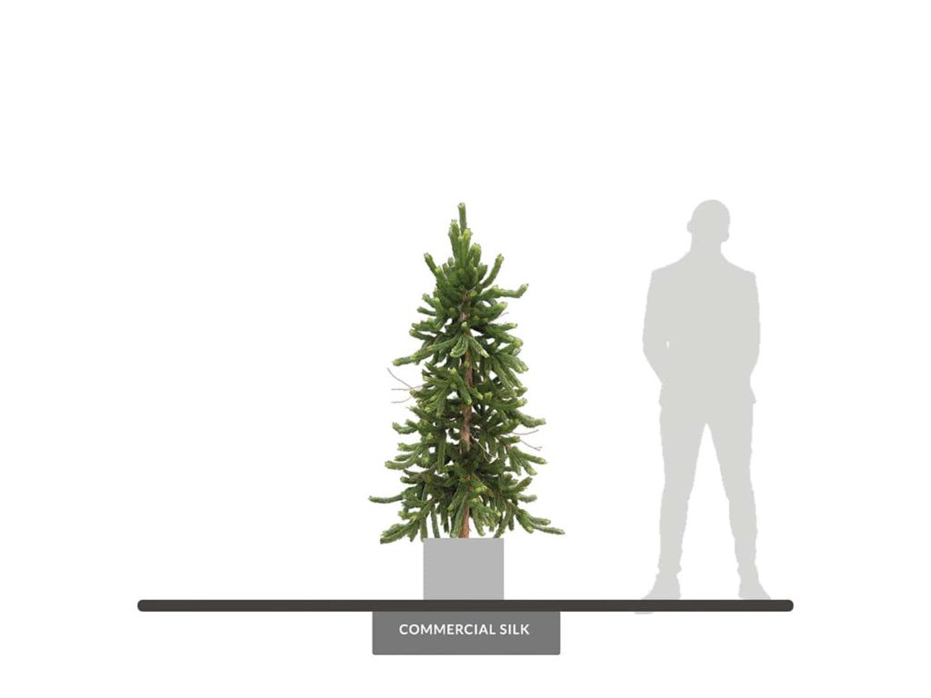 Norway Spruce Tree, 8' ID# SPN172