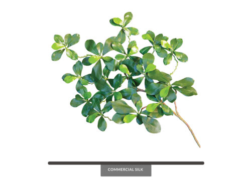 Black Olive Foliage ID# BO#26