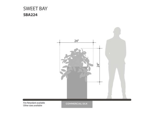 Sweet Bay Laurel Plant ID# SBA224