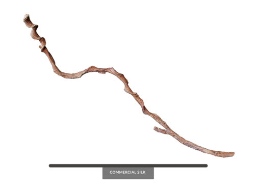 Vine Generic Vine Vine, Tropical ID# VTRL78#