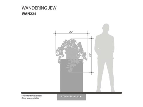 Wandering Jew Vine ID# WAN224