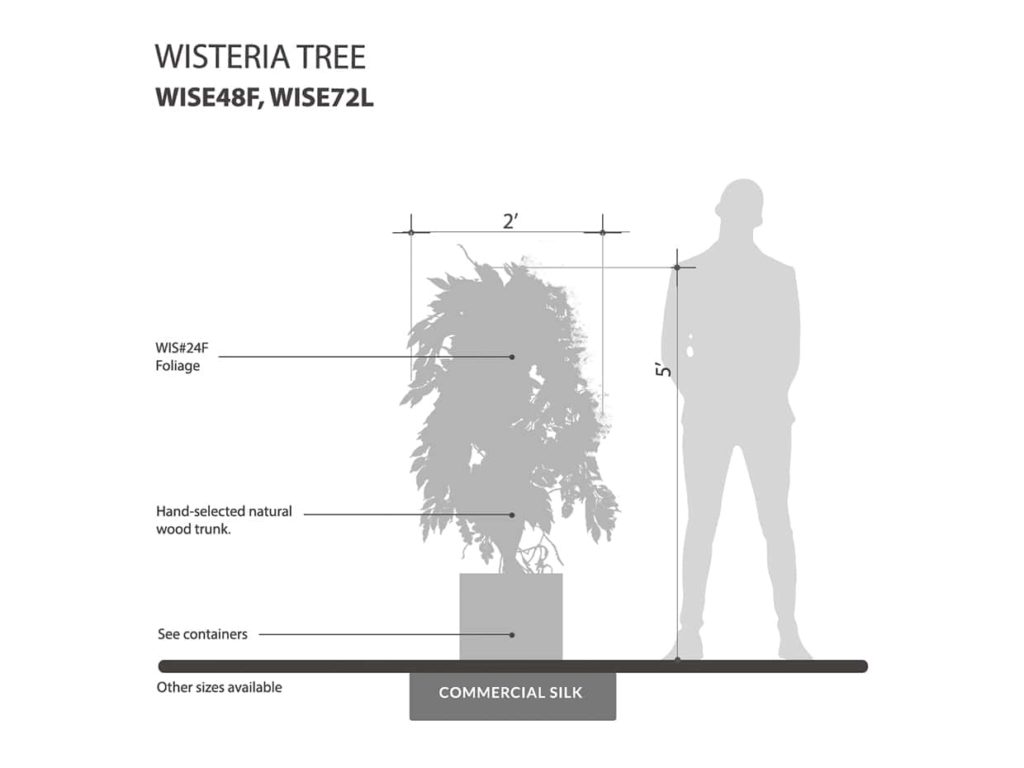Wisteria Tree ID# WISE48F, WISE72L