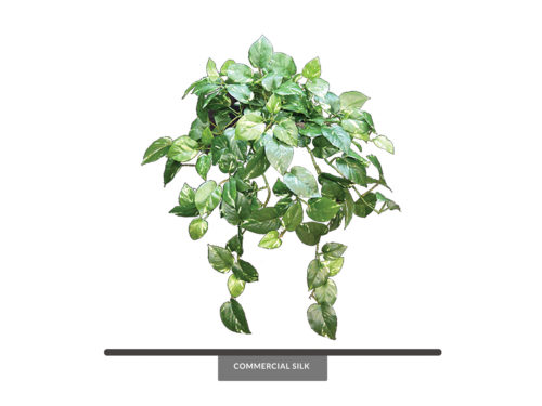 Pothos Vine Foliage ID# POG#30
