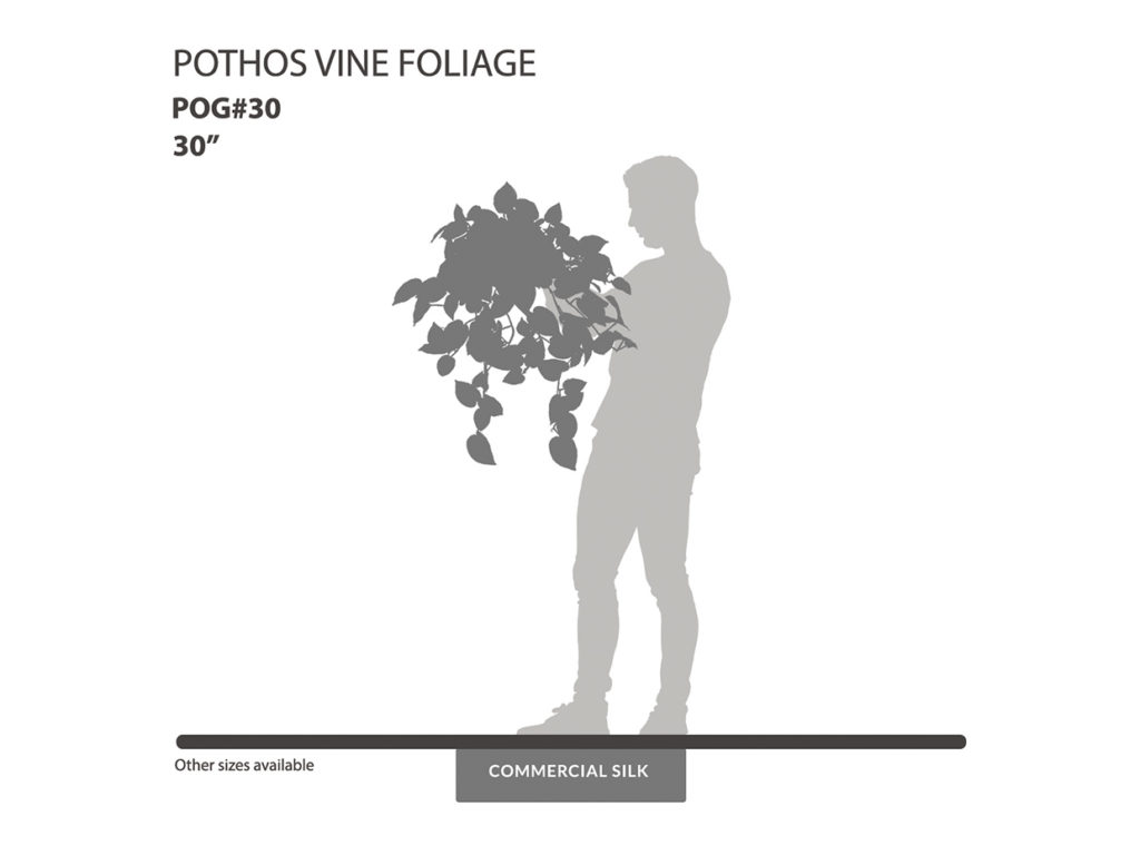 Pothos Vine Foliage ID# POG#30