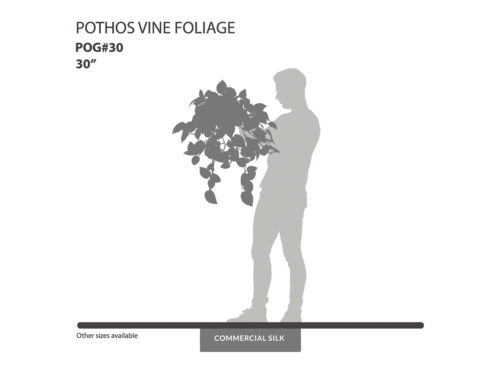 Pothos Vine Foliage ID# POG#30