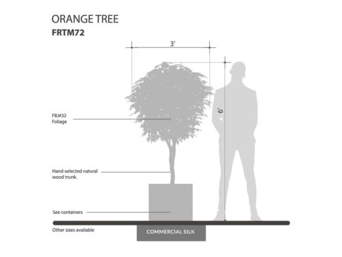 Orange Tree ID# FRTM72