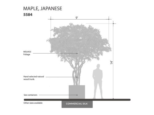 Japanese Maple Tree ID# 5584