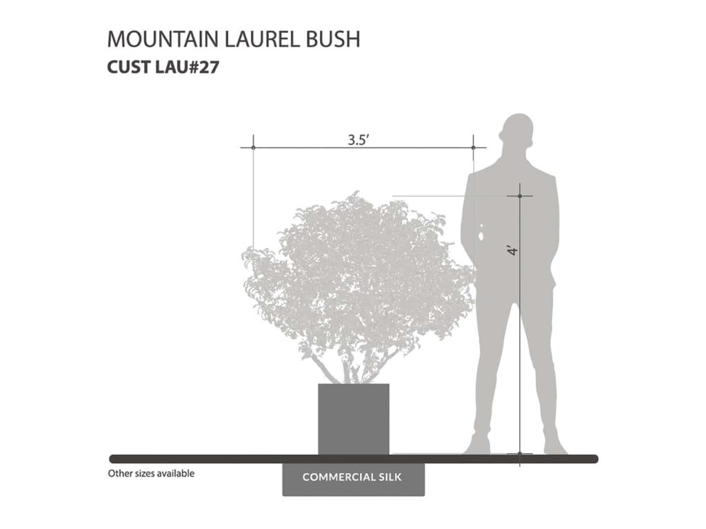 Mountain Laurel Bush ID# -