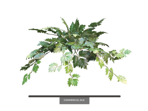 Oakleaf Vine Vine ID# OAK433D