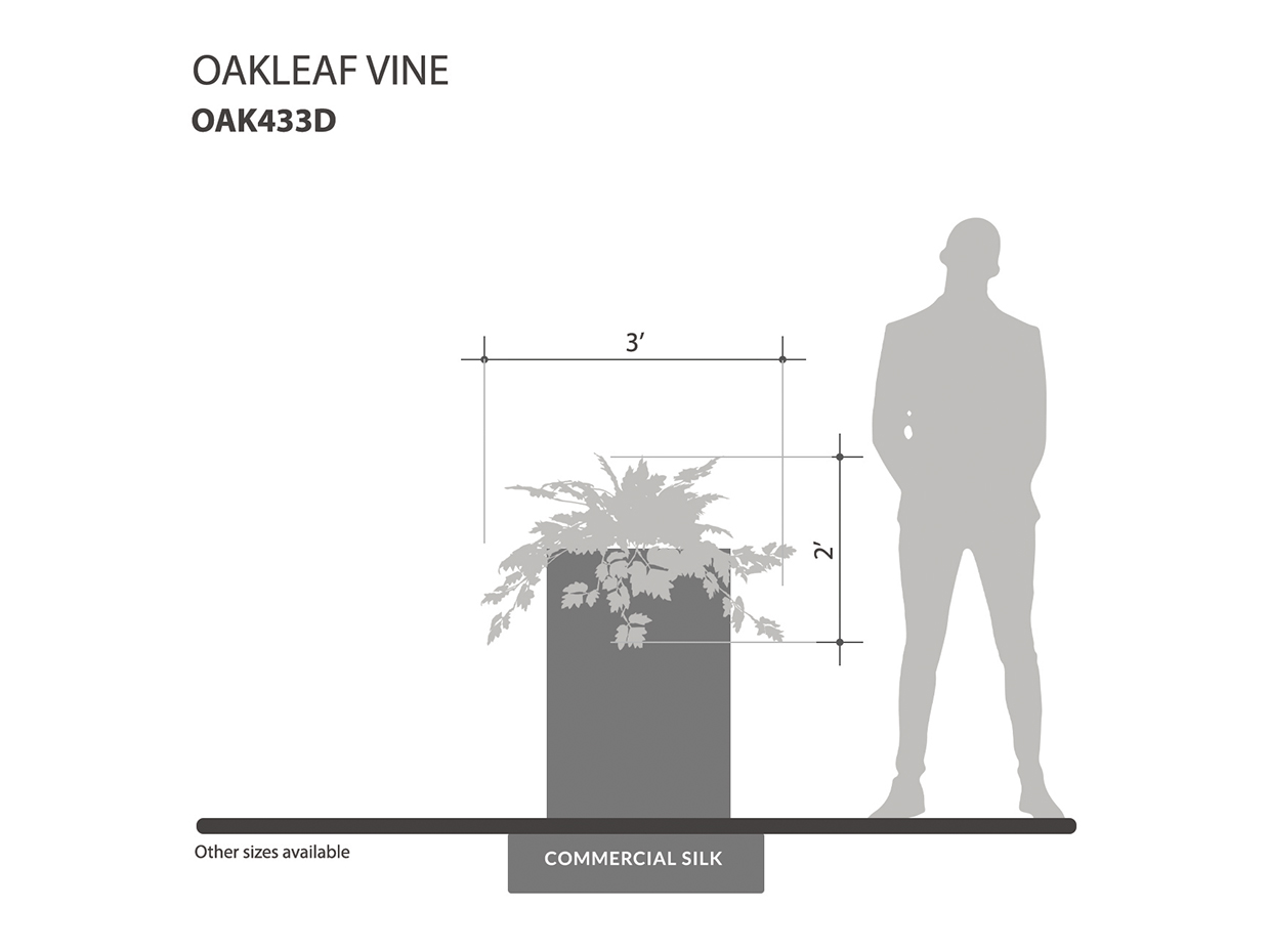 Oakleaf Vine Vine ID# OAK433D